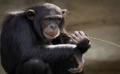 Según los estudios, los chimpancés de esa comunidad han incluido nuevas herramientas para triturar alimentos duros como caracoles. 