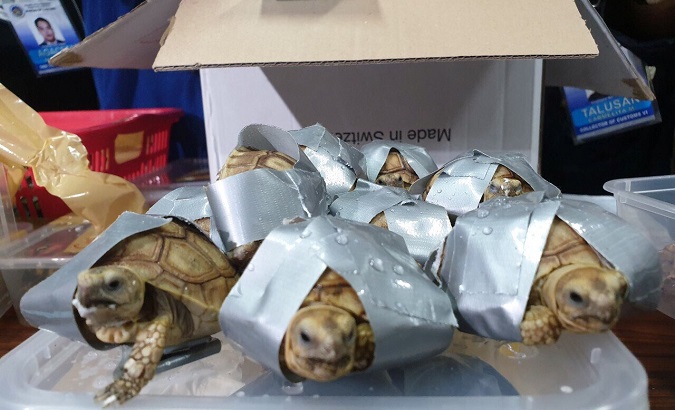 Tortoises are seen covered in a duct tape after being seized by Philippines Customs in Manila, Philippines March 3, 2019.