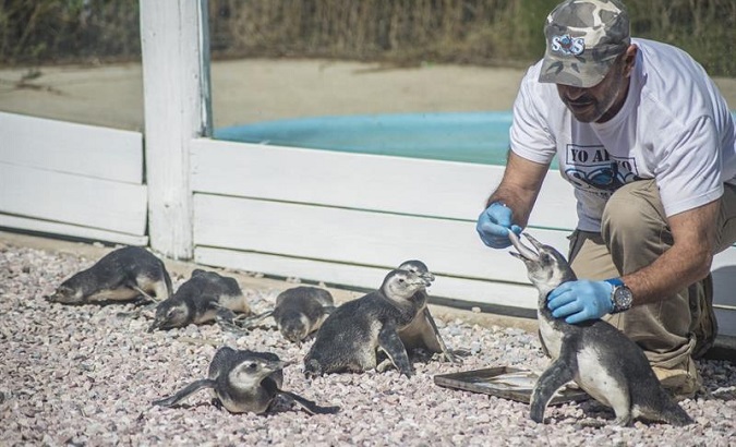 Those penguin survivors will be nurtured back to health before being set free into the ocean to complete their migration.