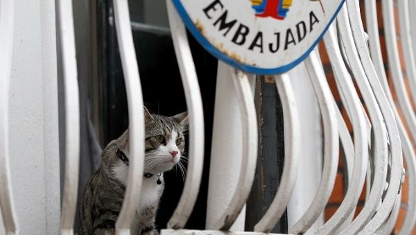 Julian Assange's cat sitting in the balcony of Ecuadorean embassy in London where Assange is being hold as a prisoner. 