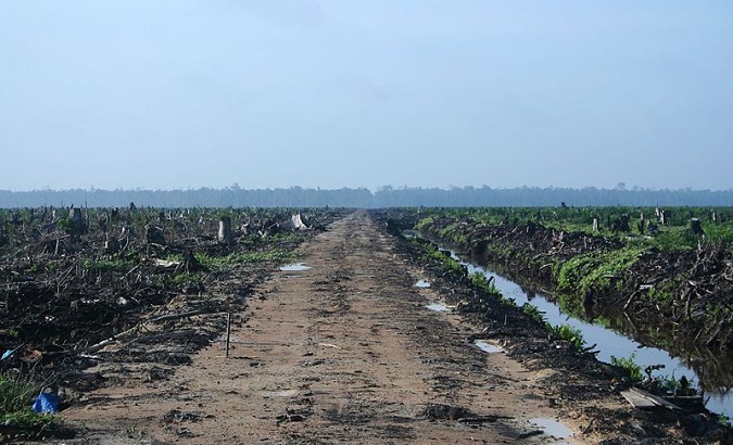 Oil Palm concession in Riau, Sumatra in western Indonesia.