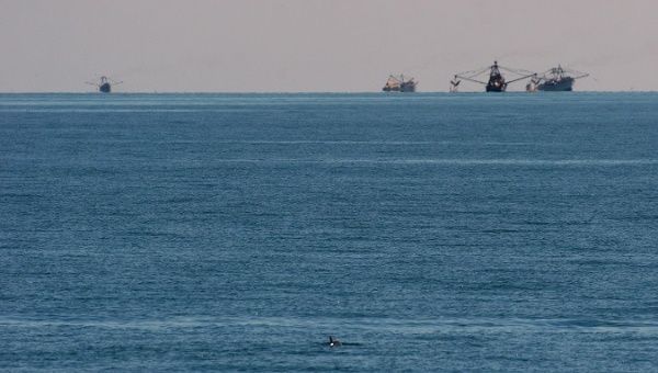 A vaquita in the foreground with fishing boats in the background.