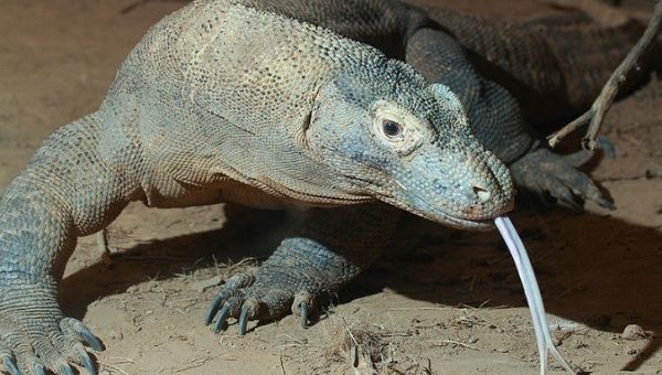 A Komodo dragon (Varanus komodoensis) sticks out his tongue at the Cincinnati Zoo.