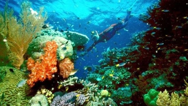 Coral reefs comprise less than 1% of the Earth’s marine environment but are home to an estimated 25% of ocean life.