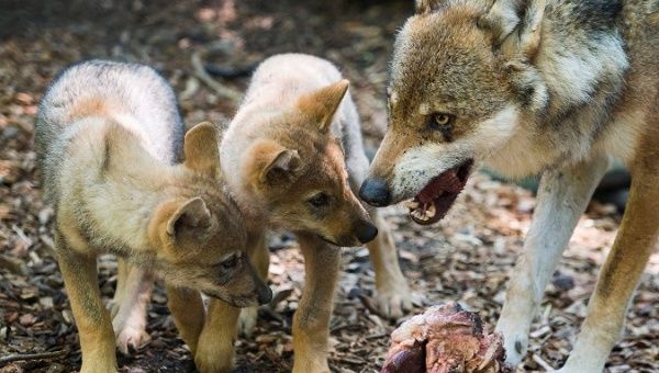 Two young wolves feed on  meat with their mother.