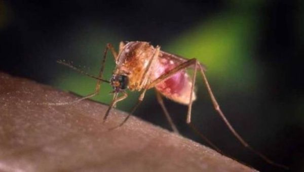 Malaria is spread to people through the bites of infected female anopheles mosquitoes.