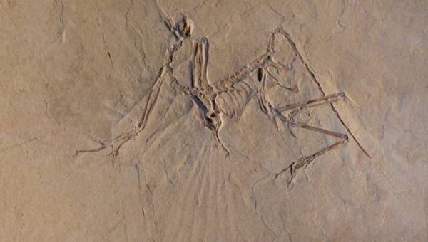 The Munich specimen of the transitional dino-bird Archaeopteryx is shown in this picture taken in 2014 at the European Synchrotron Radiation Facility in Grenoble, France.