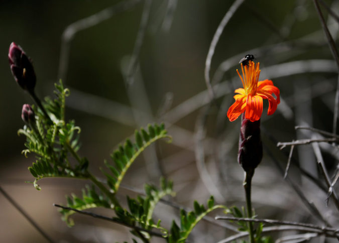 An insect on the flower is seen at the Auquisamana park on the outskirts of La Paz, Bolivia, on April 29, 2019.