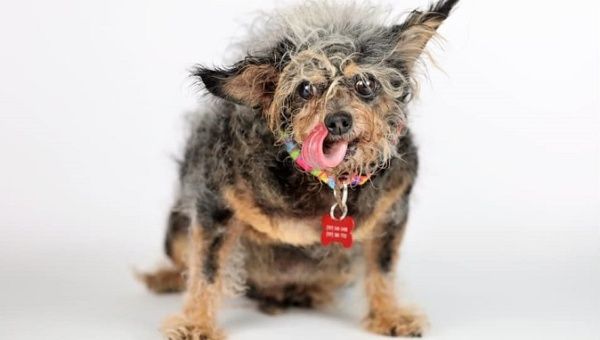 Winner of this year's World's Ugliest Dog is 'Scamp the Tramp.'