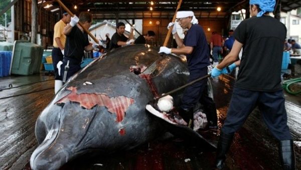 Five Japanese ships will resume on Monday commercial whaling.