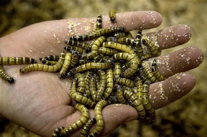 Buffalo worms used as natural insecticides crawl around on the palm of a hand