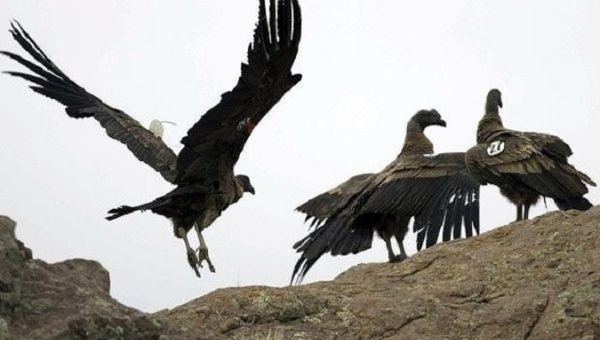 Condors were considered sacred by the Incans who believed they could communicate with the world of the gods.