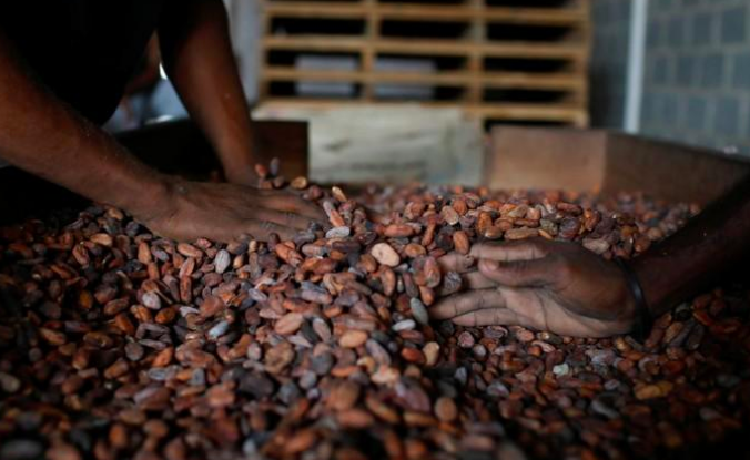 Cacao drying in Venezuela. Cacao is rich in flavonoids, 2018