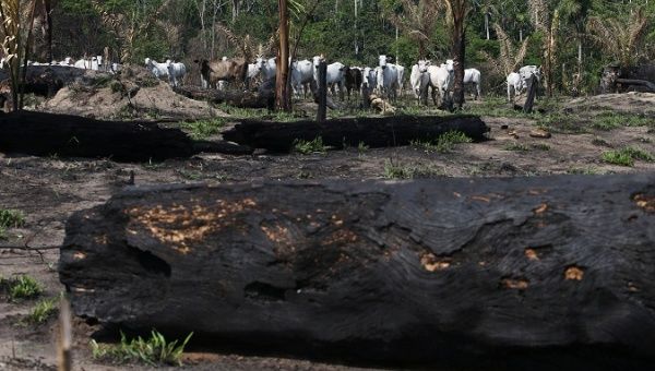 Cattle are seen near burnt trees in Jamanxim National Forest, in the Amazon near Novo Progresso, Para state, Brazil, Sep. 10, 2019.