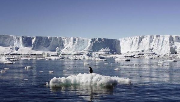 An Adelie penguin stands atop a block of melting ice near the French station at Dumont d’Urville in East Antarctica January 23, 2010.