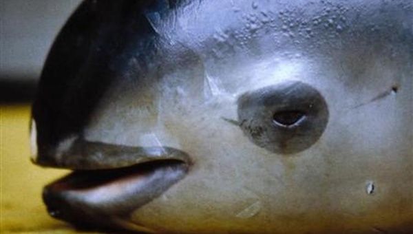 The vaquita, a tiny stubby-nosed porpoise found only in Mexico's Sea of Cortez, is on the brink of extinction as more die each year in fishing nets than are being born, biologists say.