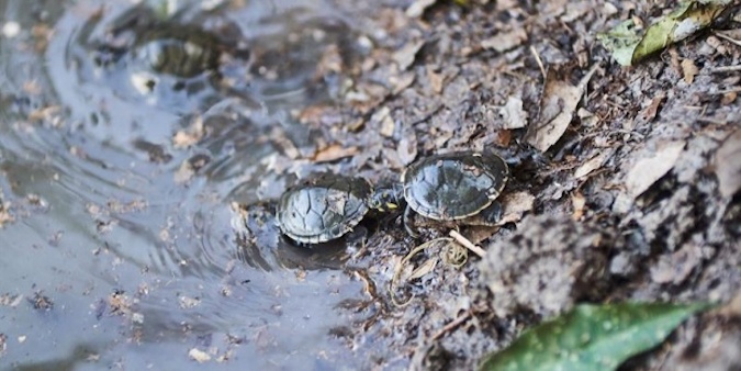 The young turtles, measuring just 4 centimeters long, come from the hatching of 205 nests that were artificially incubated in “beaches” set up in different spots in the city of Iquitos.