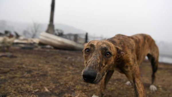 A dog visits the burnt out property of it’s owners family member in Kia, Australia January 8, 2020.