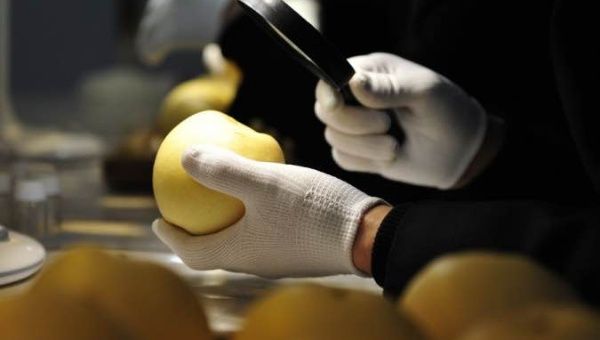 A staff member of the Shijiazhuang Customs checks the quality of a pear for export to Brazil, in the city of Cangzhou, north China's Hebei Province, Jan. 14, 2020.