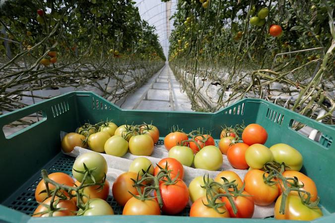 A crate with freshly picked tomatoes is pictured at a greenhouse in La Piedad, in Michoacan state, Mexico, June 13, 2017.