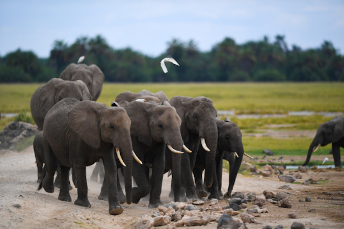 Elephants are seen in Amboseli National Park, Kenya, June 15, 2019.