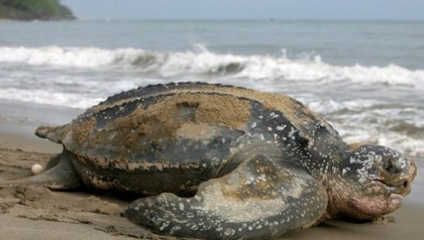 A leatherback turtle