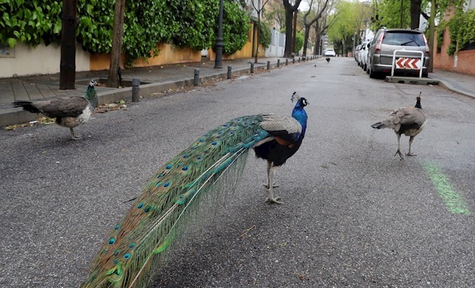 Peacocks walk free next to the Fuente del Berro park, Madrid, Spain, April 1, 2020.