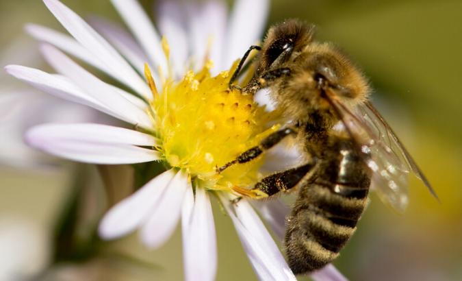 Three-quarters of the world's most important crops exhibit a yield benefit from pollinators.