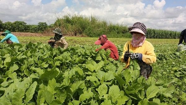 Farmworkers in a crop field in Cambodia. June, 2020.
