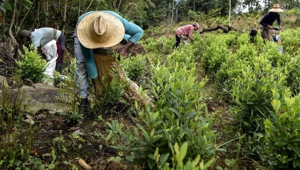 Colombia is the only coca-producing country in the world that has utilized aerial spraying of glyphosate-based defoliants.