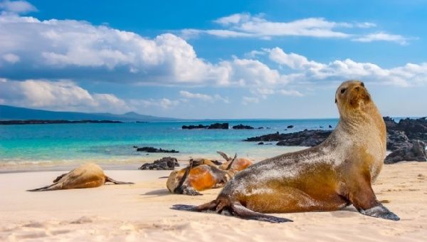 Image of a beach in the Galapagos Islands, Ecuador.