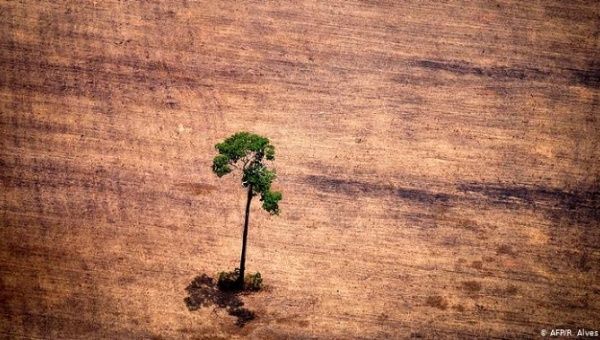 Deforestation worldwide is a serious concern for humanity