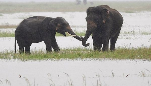 Elephants graze in a flooded field inthe  Morigaon district of Assam, India. June 26, 2020.