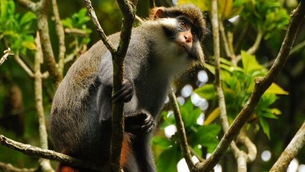 A red-eared guenon in Ebo Forest, Cameroon.