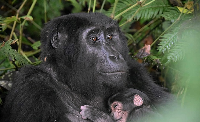 An 18-year-old mother gorilla holds her newborn baby in Bwindi Impenetrable Forest National Park, in southwestern Uganda. September 1, 2020.