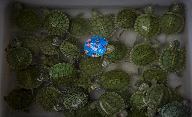 Live turtles are on display at the wildlifenmarket in Shanghai, China, August 26, 2020.