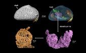 Los científicos usaron la tecnología reconstructiva de rayos X en 3D para analizar las partes del crustáceo donde fue encontrado el esperma. 