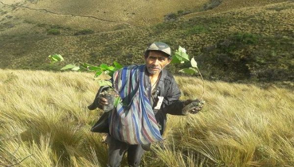 A farmer plants trees to restore ecosystems, Peru, Aug. 17, 2020.