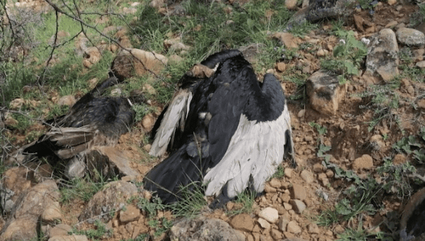 Condors lie on the ground after being poisoned, Tarija, Bolivia, Feb. 7, 2021.