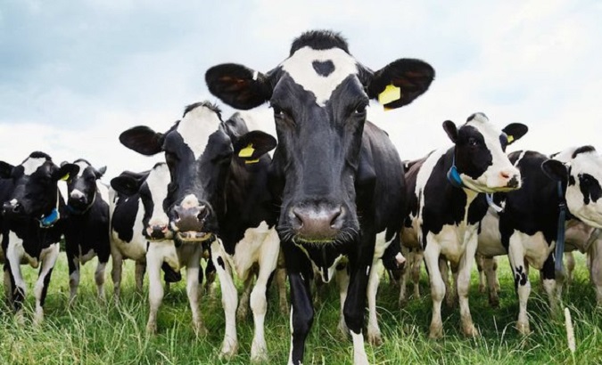 A herd of Holstein cattle.