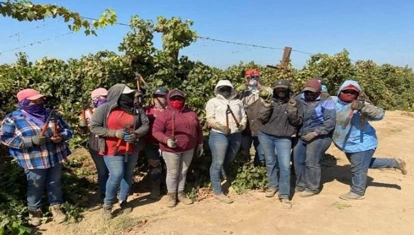 Migrant workers at a grape plantation, California, U.S., March. 14, 2021.