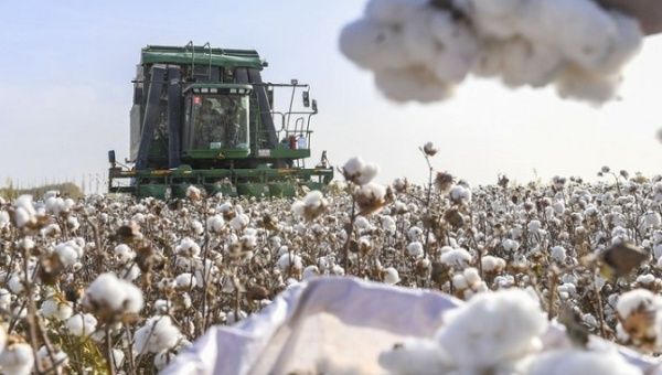 A picking machine moves in a cotton field in Dolatbag Town, Xinjiang, China, Oct. 30, 2018. 