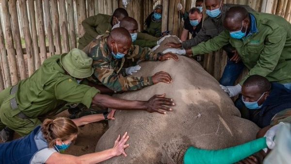BioRescue Project team during a veterinary procedure on a white rhino, Kenya.