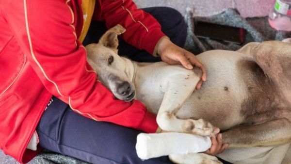 A staff member takes care of a paralyzed dog at The Man That Rescues Dogs sanctuary in Chonburi Province, Thailand, Feb. 16, 2021.