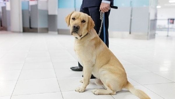 Picture of a dog in an airport.