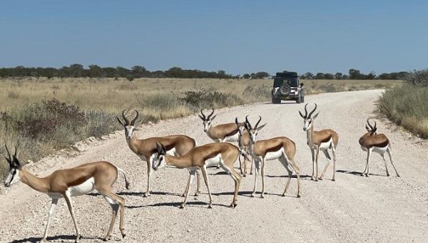 Springboks in Etosha National Park, Namibia, May 15, 2021.