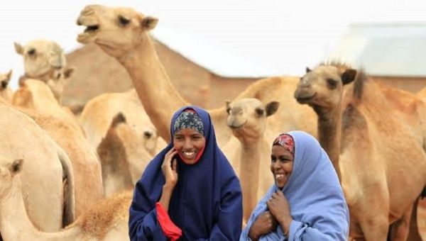 African women guarding a camel herd.