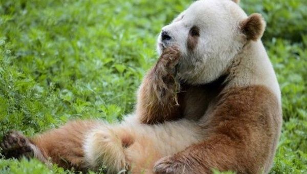 Brown panda in Qinling Sibao Science Park, Xi'an City, China, June 4, 2021.