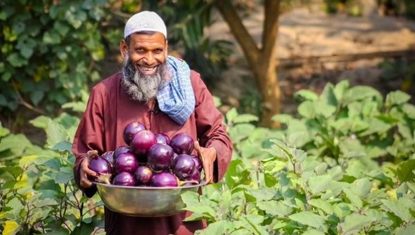 A farmer showing an eggplant harvest.
