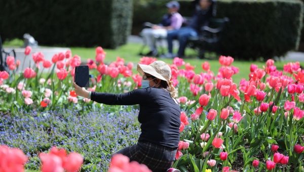 A citizen wearing a face mask takes a selfie with blooming tulips at the Botanic Garden of Wellington in Wellington, capital of New Zealand, Sept. 26, 2021.